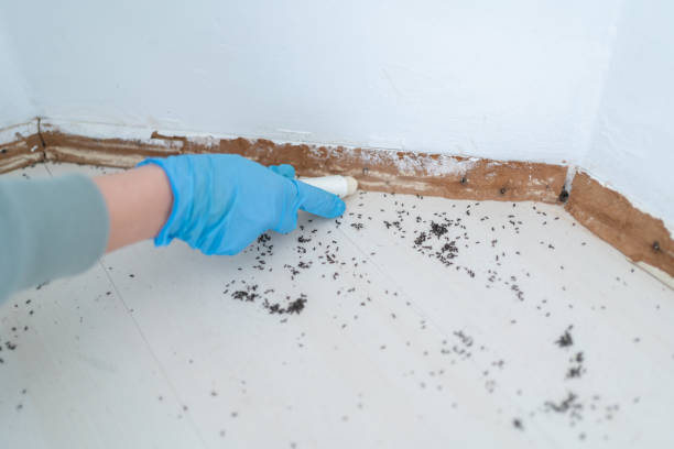 Best Pest Control Near Me  in Rushville, IN